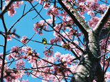 河津桜12