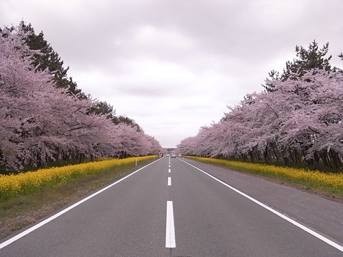 大潟村11kmの菜の花畑と桜並木