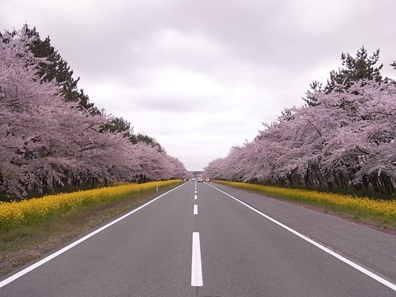 大潟村11kmの菜の花畑と桜並木 どこまでも続く菜の花と桜の帯 動画付 グルメなバイクツーリング