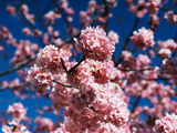 河津桜01