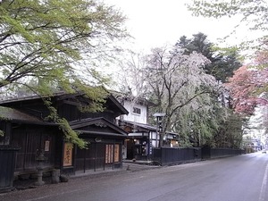 角館 しだれ桜のピークが過ぎてしまった朝の武家屋敷2