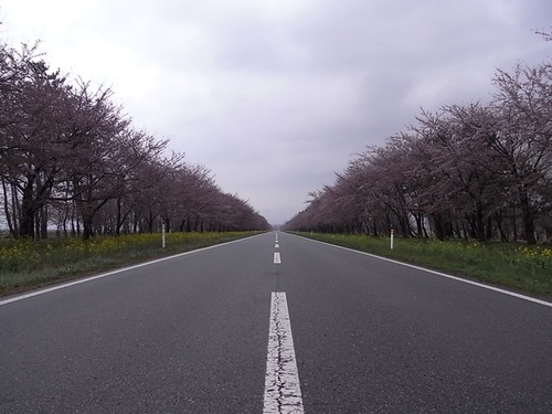 大潟村桜・菜の花ロード 11kmの桜並木