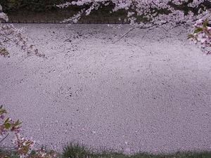 弘前城のお堀を目一杯埋め尽くした桜の花びら