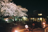 自由学園の夜桜7