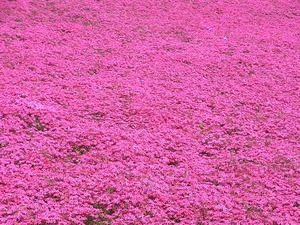 太田市北部運動公園 おおた芝桜まつり 密集した赤い芝桜