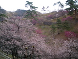 青梅吉野梅郷梅の公園7