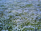 館林フラワーガーデン芝桜20