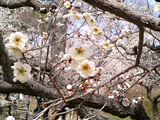 梅が満開水戸偕楽園08