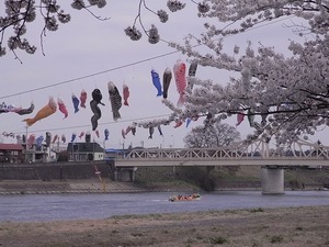 北上展勝地 北上川にかけられた鯉のぼり4