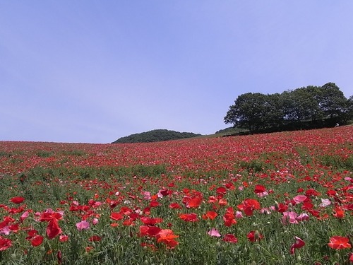 秩父高原牧場のポピー畑