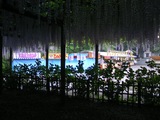 玉敷公園藤の花09