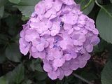 あじさい寺10