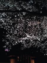 自由学園明日館の夜桜03