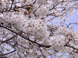 満開の桜アップ3
