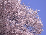 王仁塚の桜アップ4