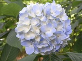 あじさい寺08