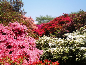 ���ϸ�Ω�ĤĤ��������� ����ԥ󥯤β֤�餫���������ΤĤĤ�