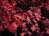 ライトアップされた紅葉のアップ2
