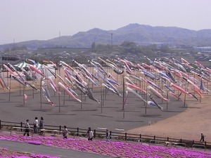 太田北部運動公園おおた芝桜まつり 鯉のぼり