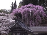 福聚寺の桜1