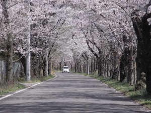 太平山遊覧道路 桜のトンネル9