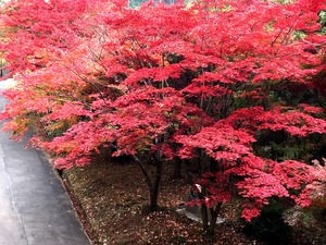 上から見下ろしたもみじ谷の紅葉2