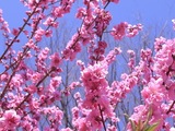 古河桃まつり10