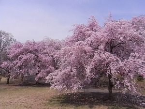 つがの里の枝垂れ桜たくさん