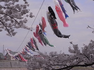 北上展勝地 北上川にかけられた鯉のぼり2
