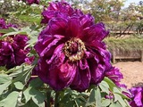 ぼたんの花6