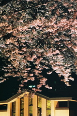自由学園の夜桜8