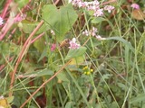 蜂とそばの花