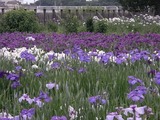 花菖蒲の花畑2