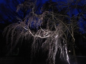 日暮れにライトアップされた角館武家屋敷のしだれ桜もまだ咲く前1