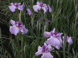 紫色の花菖蒲たち