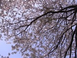 幸手権現堂堤の桜01