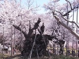 山高神代桜のアップ2