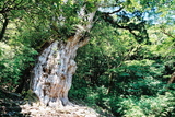 世界自然遺産屋久島の象徴縄文杉003
