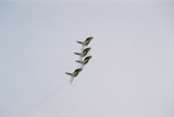 松島基地航空祭12