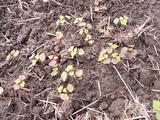 芽が出てきたばかりのそば畑 アップ