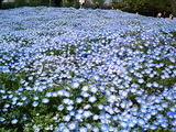 館林フラワーガーデン芝桜7