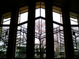 桜咲く自由学園2