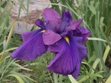 濃い青紫色の花菖蒲1