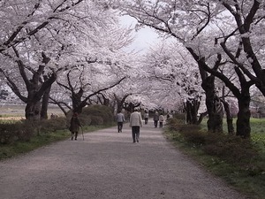 北上展勝地 満開の桜のトンネル1