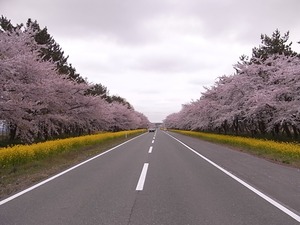 八郎潟11kmの菜の花と桜並木 道の真ん中から撮影