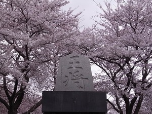 天童公園(舞鶴山)王将を囲む満開の桜アップ