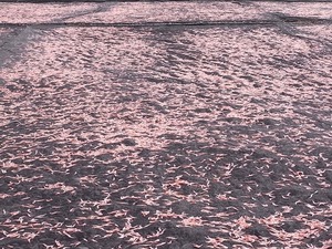 天日干しされてる桜えび1