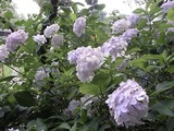 あじさい寺19