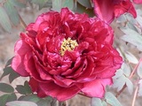 ぼたんの花4