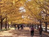 立川口前のイチョウ並木3